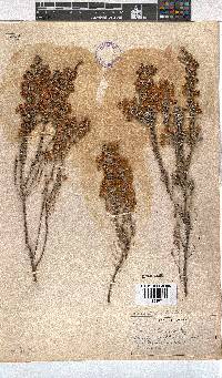 Erica passerinae image