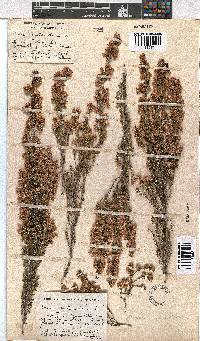 Erica melanthera image