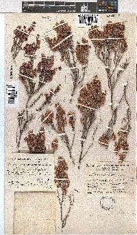 Erica melanthera image