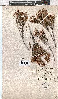 Erica melanthera image