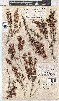 Erica melanthera image