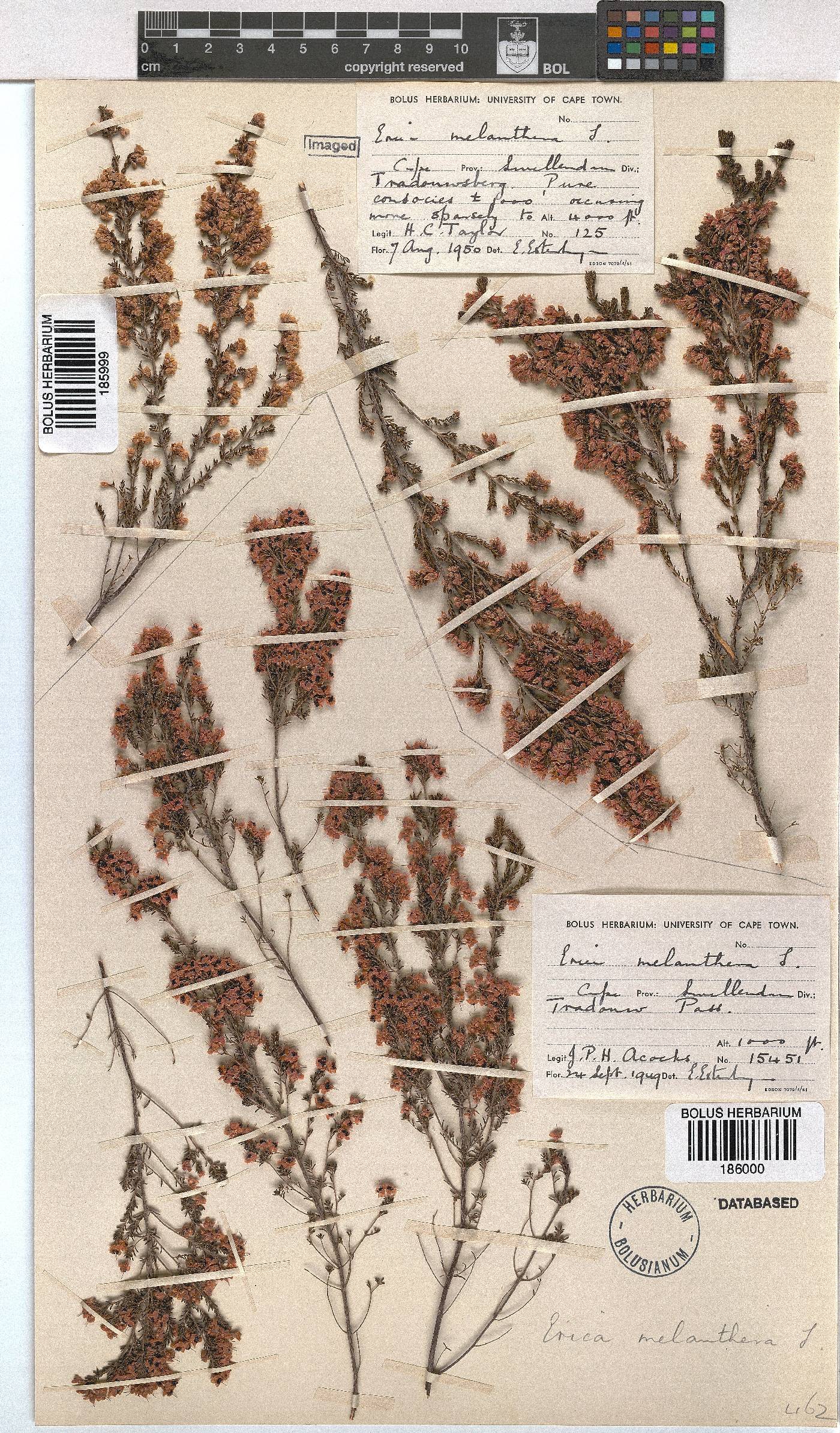 Erica melanthera image