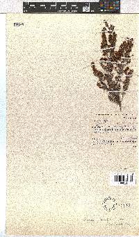 Erica glandulipila image