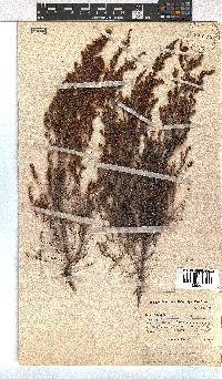 Erica glandulipila image