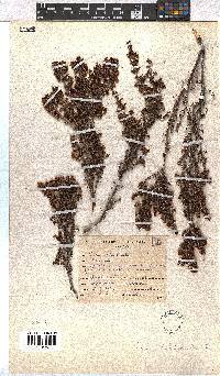 Erica hispidula image