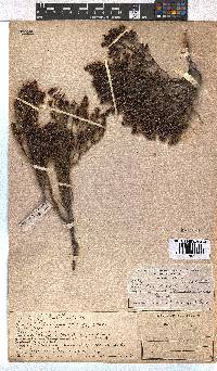 Erica hispidula image