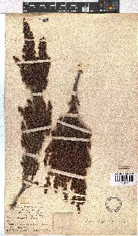 Erica hispidula image