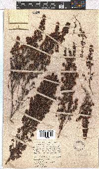 Erica hispidula image