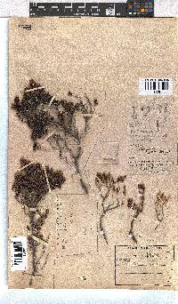 Erica hispidula image