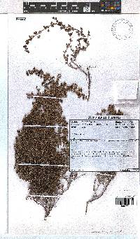 Erica hispidula image