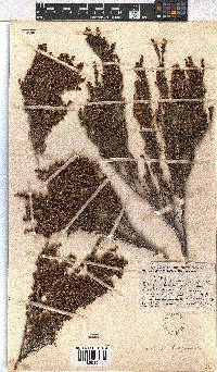 Erica hispidula image