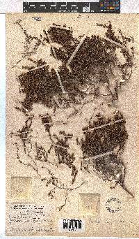 Erica hispidula image