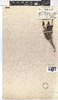 Erica hispidula image