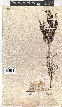 Erica hispidula image