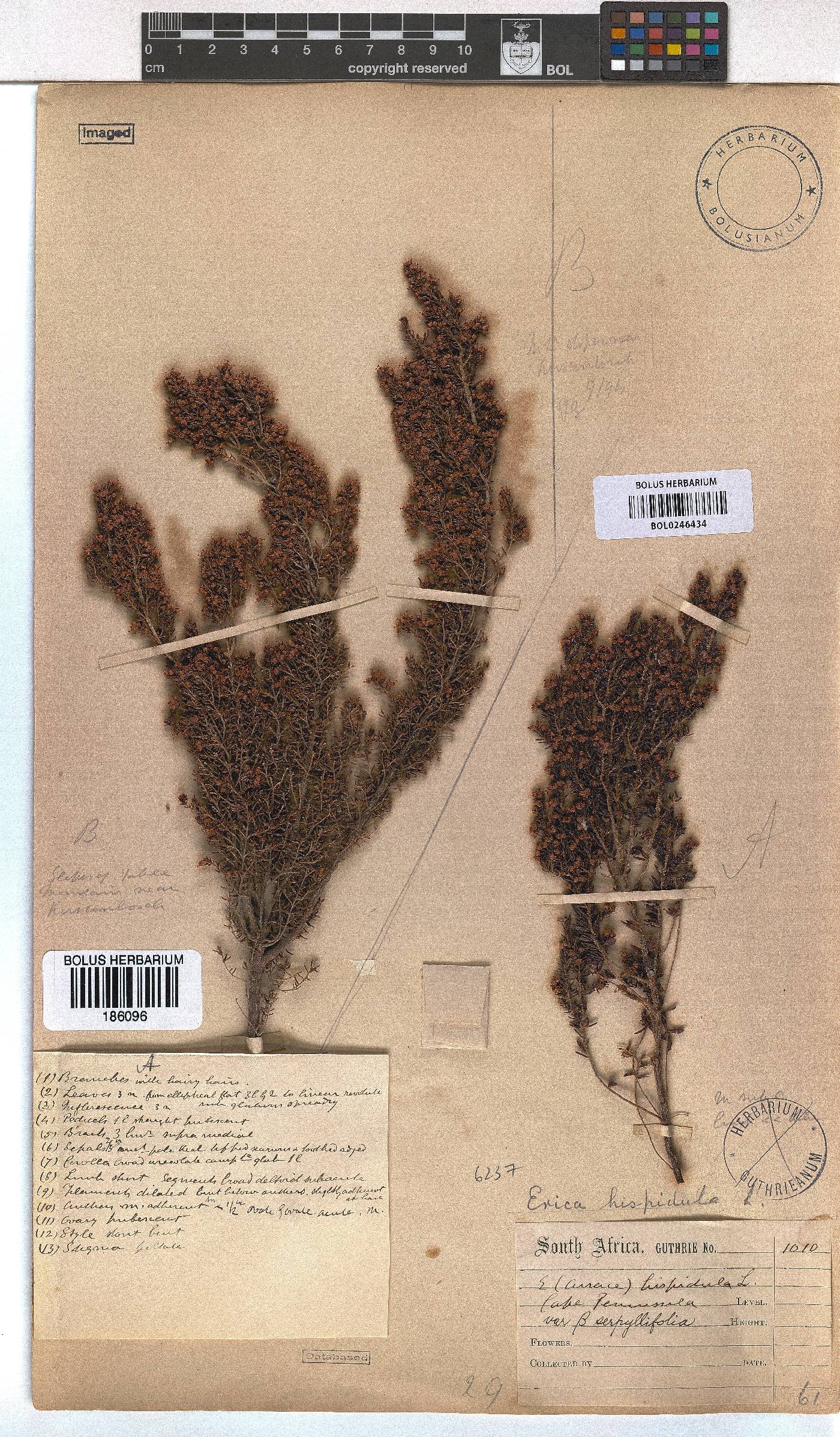 Erica hispidula image