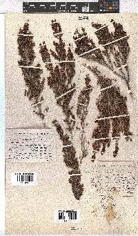 Erica hispidula image