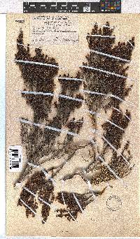 Erica hispidula image