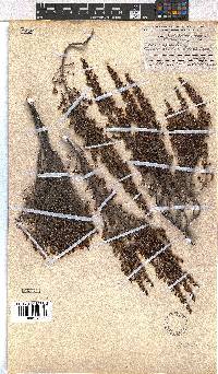 Erica hispidula image