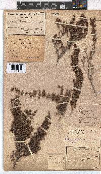 Erica hispidula image