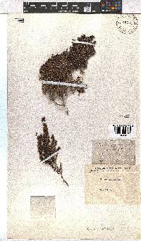 Erica hispidula image