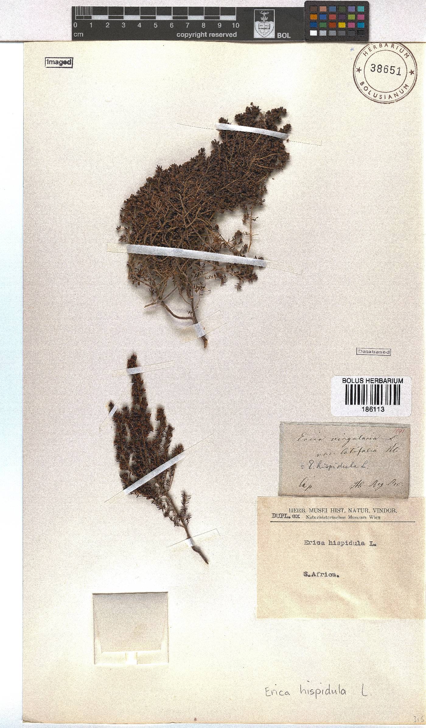 Erica hispidula image