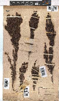 Erica hispidula image