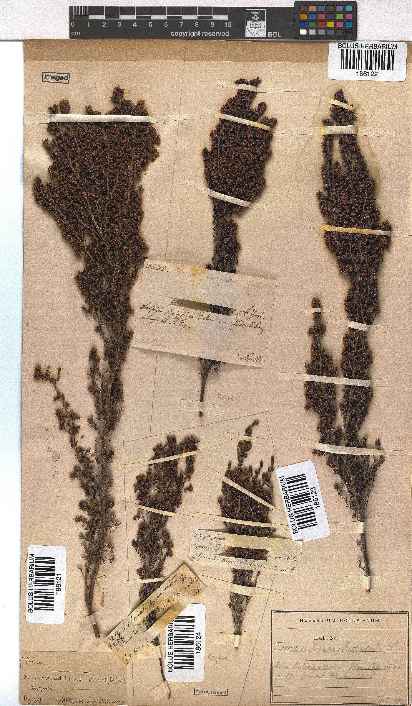 Erica hispidula image