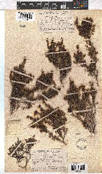 Erica hispidula image