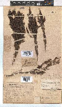 Erica hispidula image