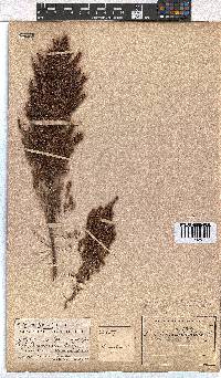 Erica hispidula image