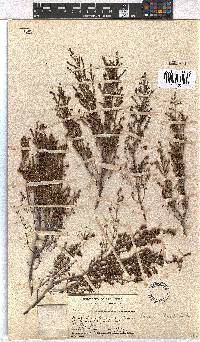 Erica hispidula image