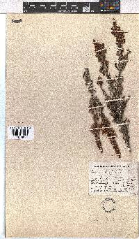 Erica hispidula image