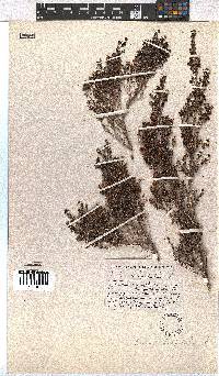 Erica hispidula image