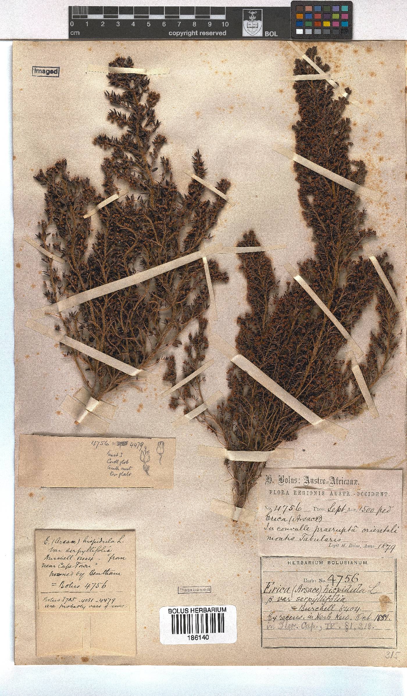 Erica hispidula image