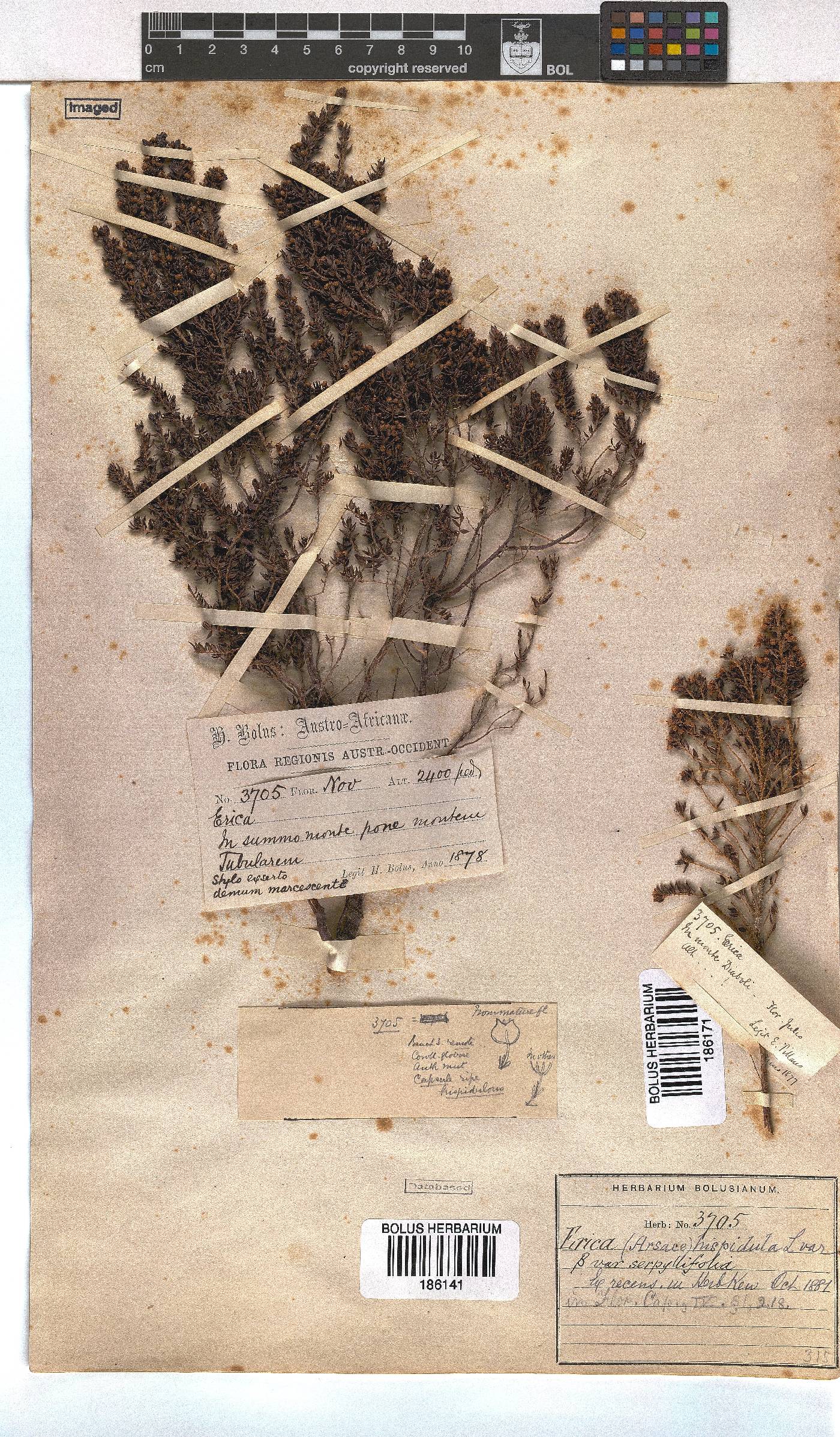 Erica hispidula var. serpyllifolia image