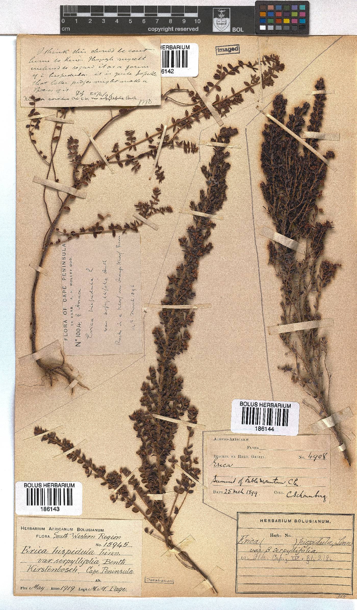 Erica hispidula var. serpyllifolia image