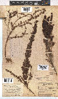 Erica hispidula image