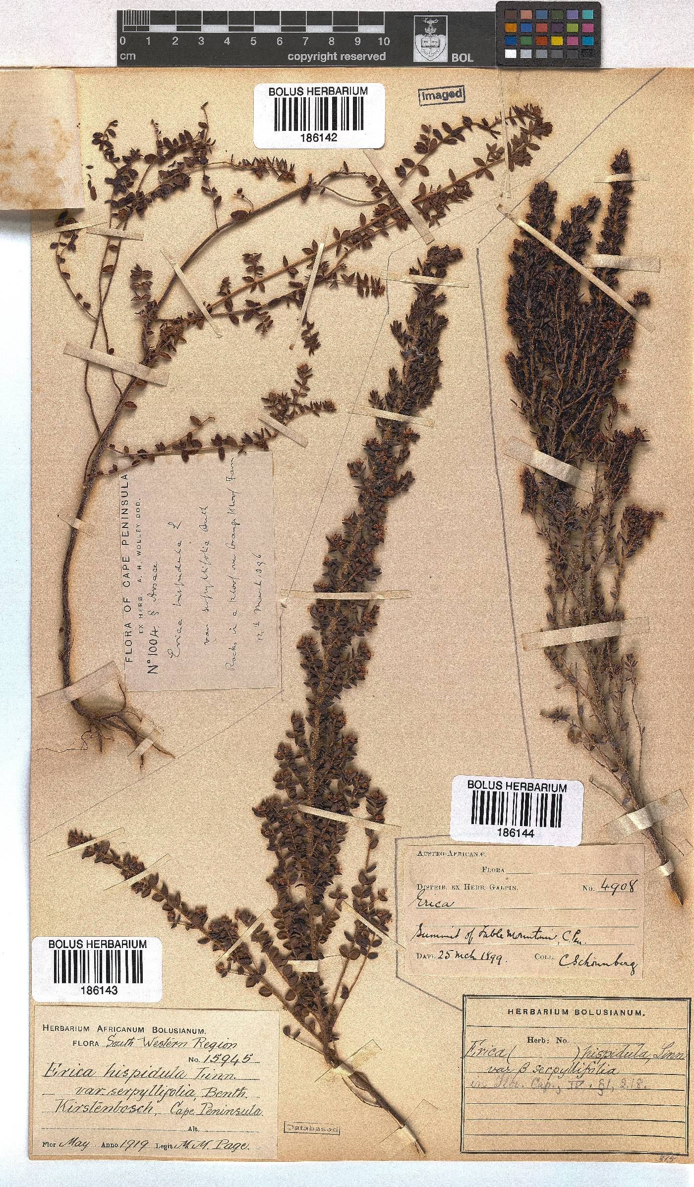 Erica hispidula var. serpyllifolia image