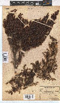 Erica hispidula image