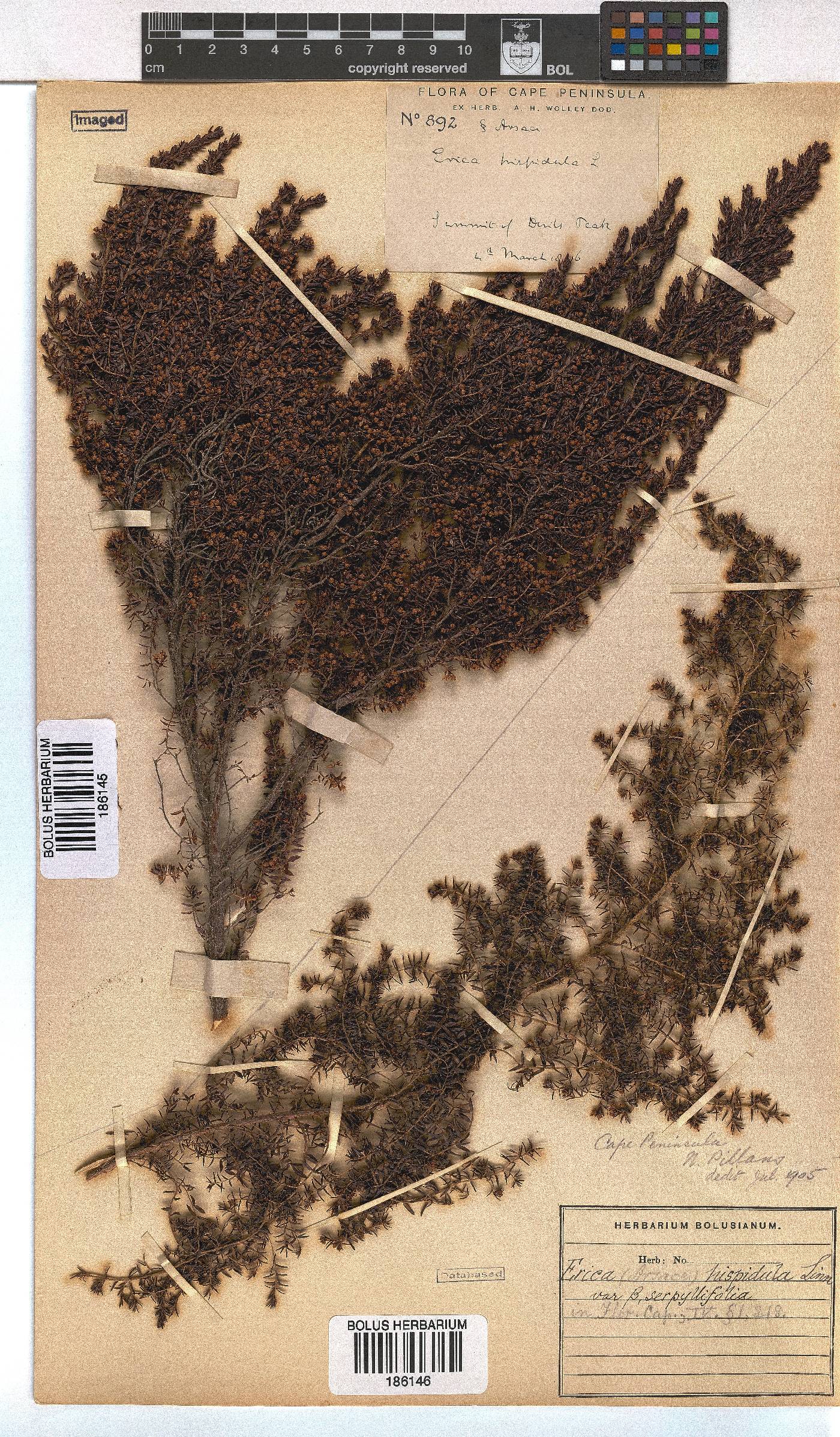 Erica hispidula var. serpyllifolia image