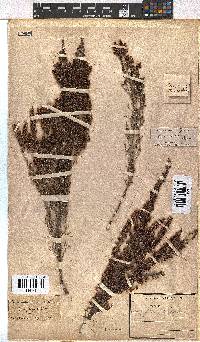 Erica hispidula image