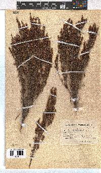 Erica hispidula image