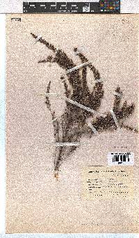 Erica hispidula image