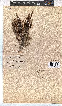 Erica hispidula image