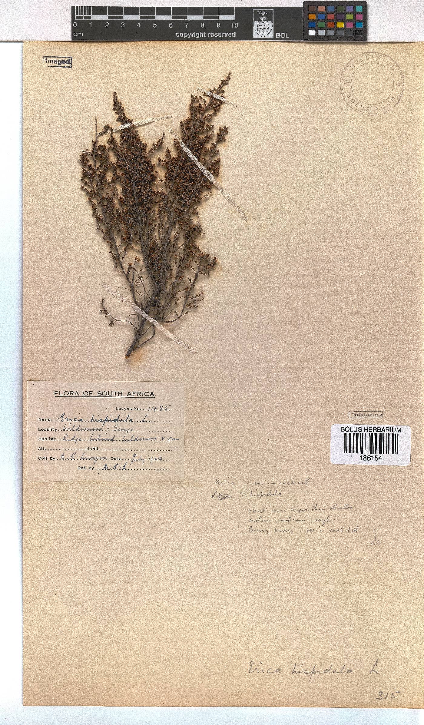 Erica hispidula image