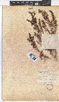 Erica hispidula image