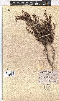 Erica hispidula image