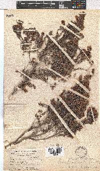 Erica glandulipila image