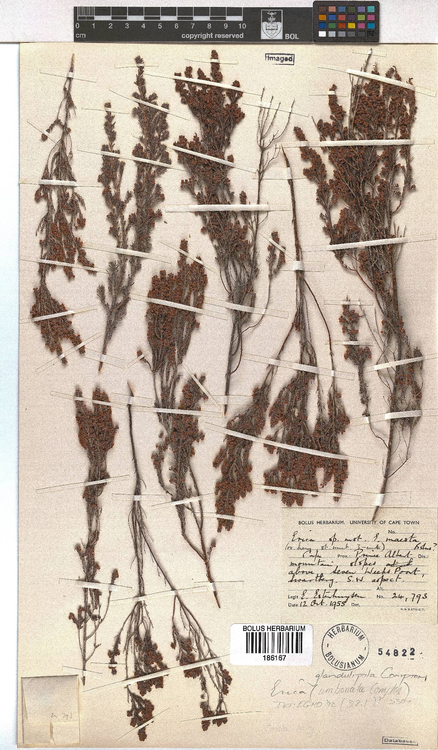 Erica glandulipila image