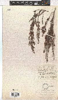 Erica glandulipila image